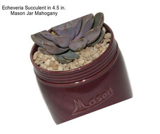 Echeveria Succulent in 4.5 in. Mason Jar Mahogany