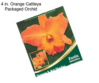 4 in. Orange Cattleya Packaged Orchid