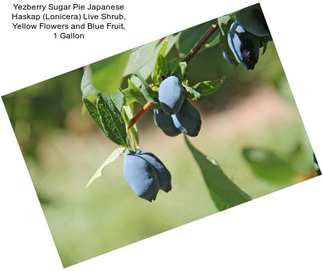 Yezberry Sugar Pie Japanese Haskap (Lonicera) Live Shrub, Yellow Flowers and Blue Fruit, 1 Gallon