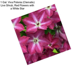 1 Gal. Viva Polonia (Clematis) Live Shrub, Red Flowers with a White Star