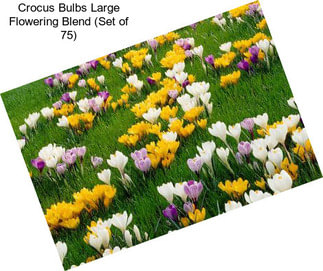 Crocus Bulbs Large Flowering Blend (Set of 75)