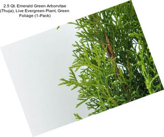 2.5 Qt. Emerald Green Arborvitae (Thuja), Live Evergreen Plant, Green Foliage (1-Pack)