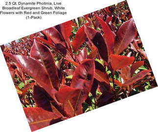 2.5 Qt. Dynamite Photinia, Live Broadleaf Evergreen Shrub, White Flowers with Red and Green Foliage (1-Pack)