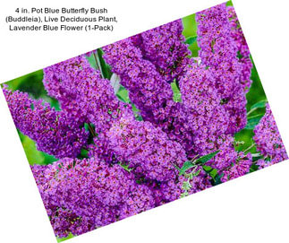 4 in. Pot Blue Butterfly Bush (Buddleia), Live Deciduous Plant, Lavender Blue Flower (1-Pack)
