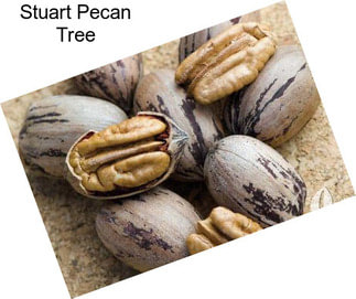 Stuart Pecan Tree