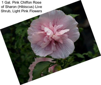 1 Gal. Pink Chiffon Rose of Sharon (Hibiscus) Live Shrub, Light Pink Flowers