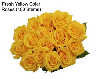 Fresh Yellow Color Roses (100 Stems)