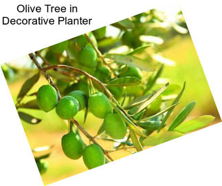 Olive Tree in Decorative Planter