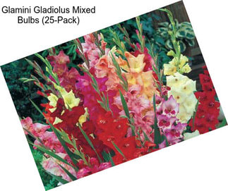 Glamini Gladiolus Mixed Bulbs (25-Pack)