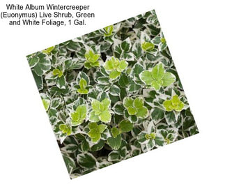 White Album Wintercreeper (Euonymus) Live Shrub, Green and White Foliage, 1 Gal.