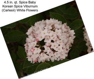 4.5 in. qt. Spice Baby Korean Spice Viburnum (Carlesii) White Flowers