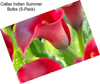 Callas Indian Summer Bulbs (5-Pack)