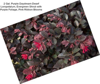 2 Gal. Purple Daydream Dwarf Loropetalum, Evergreen Shrub with Purple Foliage, Pink Ribbon Blooms