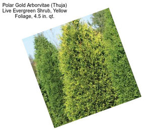 Polar Gold Arborvitae (Thuja) Live Evergreen Shrub, Yellow Foliage, 4.5 in. qt.