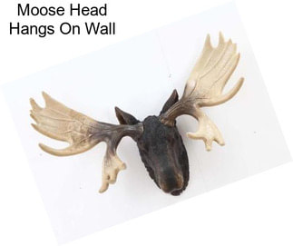 Moose Head Hangs On Wall