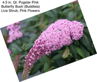 4.5 in. Qt. Pugster Pink Butterfly Bush (Buddleia) Live Shrub, Pink Flowers