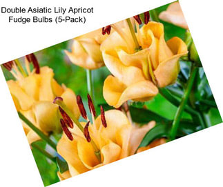 Double Asiatic Lily Apricot Fudge Bulbs (5-Pack)