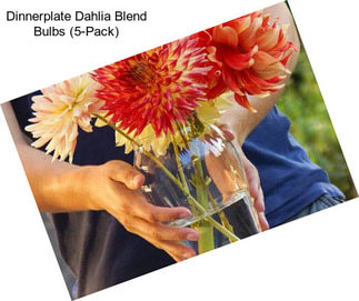 Dinnerplate Dahlia Blend Bulbs (5-Pack)