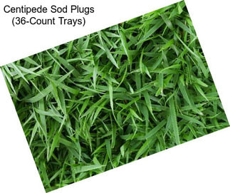 Centipede Sod Plugs (36-Count Trays)