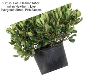 9.25 in. Pot - Eleanor Taber Indian Hawthorn, Live Evergreen Shrub, Pink Blooms