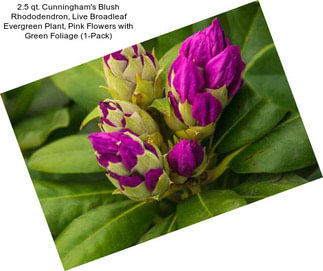 2.5 qt. Cunningham\'s Blush Rhododendron, Live Broadleaf Evergreen Plant, Pink Flowers with Green Foliage (1-Pack)