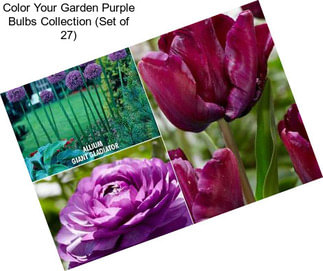 Color Your Garden Purple Bulbs Collection (Set of 27)