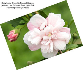 Strawberry Smoothie Rose of Sharon (Althea), Live Bareroot Plant, Light Pink Flowering Shrub (1-Pack)