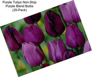 Purple Tulips Non-Stop Purple Blend Bulbs (25-Pack)