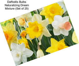 Daffodils Bulbs Naturalizing Dream Mixture (Set of 25)