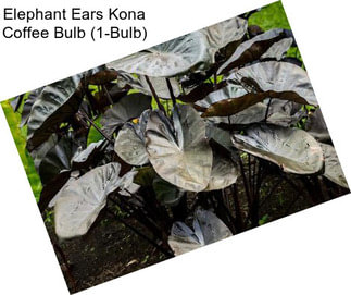 Elephant Ears Kona Coffee Bulb (1-Bulb)