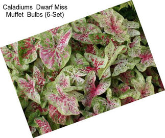 Caladiums  Dwarf Miss Muffet  Bulbs (6-Set)