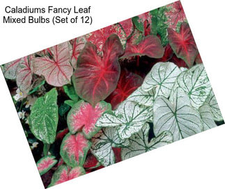 Caladiums Fancy Leaf Mixed Bulbs (Set of 12)