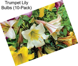 Trumpet Lily Bulbs (10-Pack)