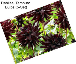 Dahlias  Tamburo  Bulbs (5-Set)