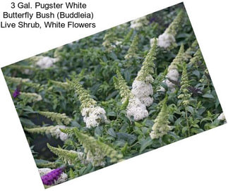 3 Gal. Pugster White Butterfly Bush (Buddleia) Live Shrub, White Flowers