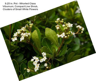 9.25 in. Pot - Whorled Class Viburnum, Compact Live Shrub, Clusters of Small White Flowers