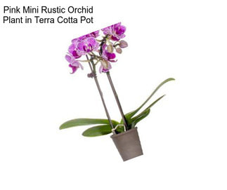 Pink Mini Rustic Orchid Plant in Terra Cotta Pot