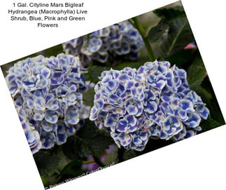 1 Gal. Cityline Mars Bigleaf Hydrangea (Macrophylla) Live Shrub, Blue, Pink and Green Flowers