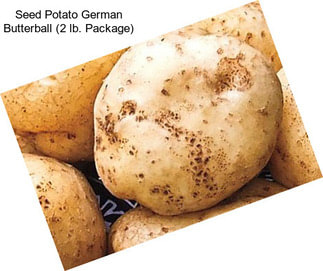 Seed Potato German Butterball (2 lb. Package)