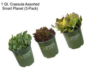 1 Qt. Crassula Assorted Smart Planet (3-Pack)