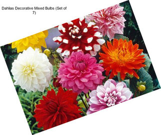 Dahlias Decorative Mixed Bulbs (Set of 7)