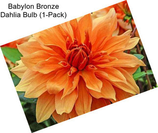 Babylon Bronze Dahlia Bulb (1-Pack)