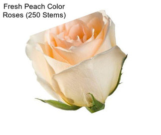 Fresh Peach Color Roses (250 Stems)