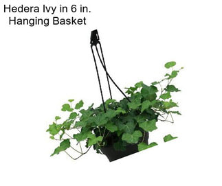 Hedera Ivy in 6 in. Hanging Basket