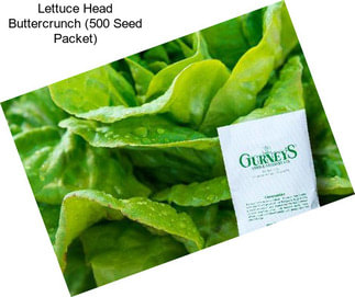 Lettuce Head Buttercrunch (500 Seed Packet)