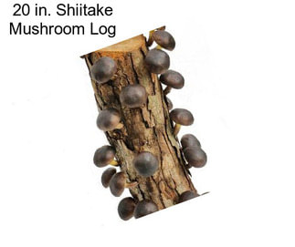 20 in. Shiitake Mushroom Log