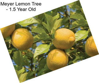 Meyer Lemon Tree - 1.5 Year Old