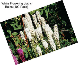 White Flowering Liatris Bulbs (100-Pack)