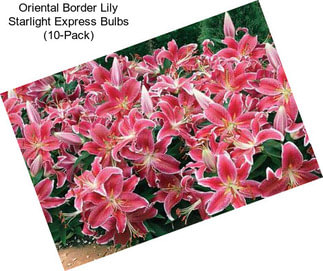 Oriental Border Lily Starlight Express Bulbs (10-Pack)