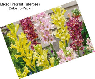 Mixed Fragrant Tuberoses Bulbs (3-Pack)